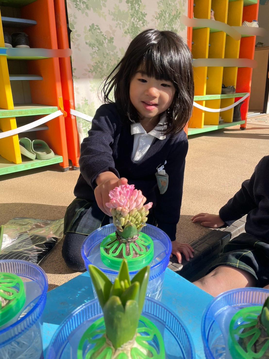 【年中組】ヒヤシンスが咲きました🪻