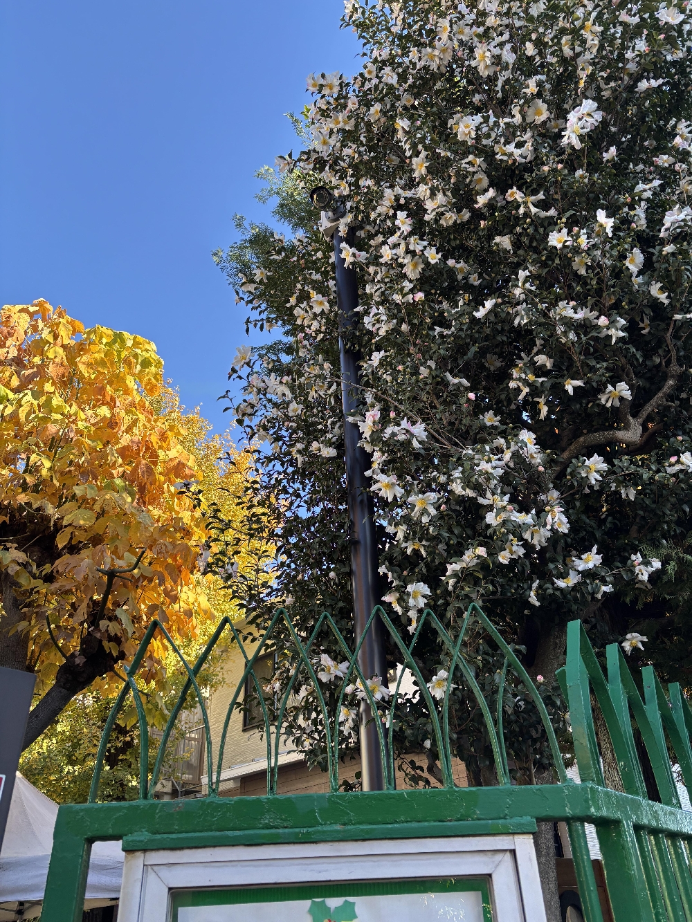 落ち葉の季節🍂