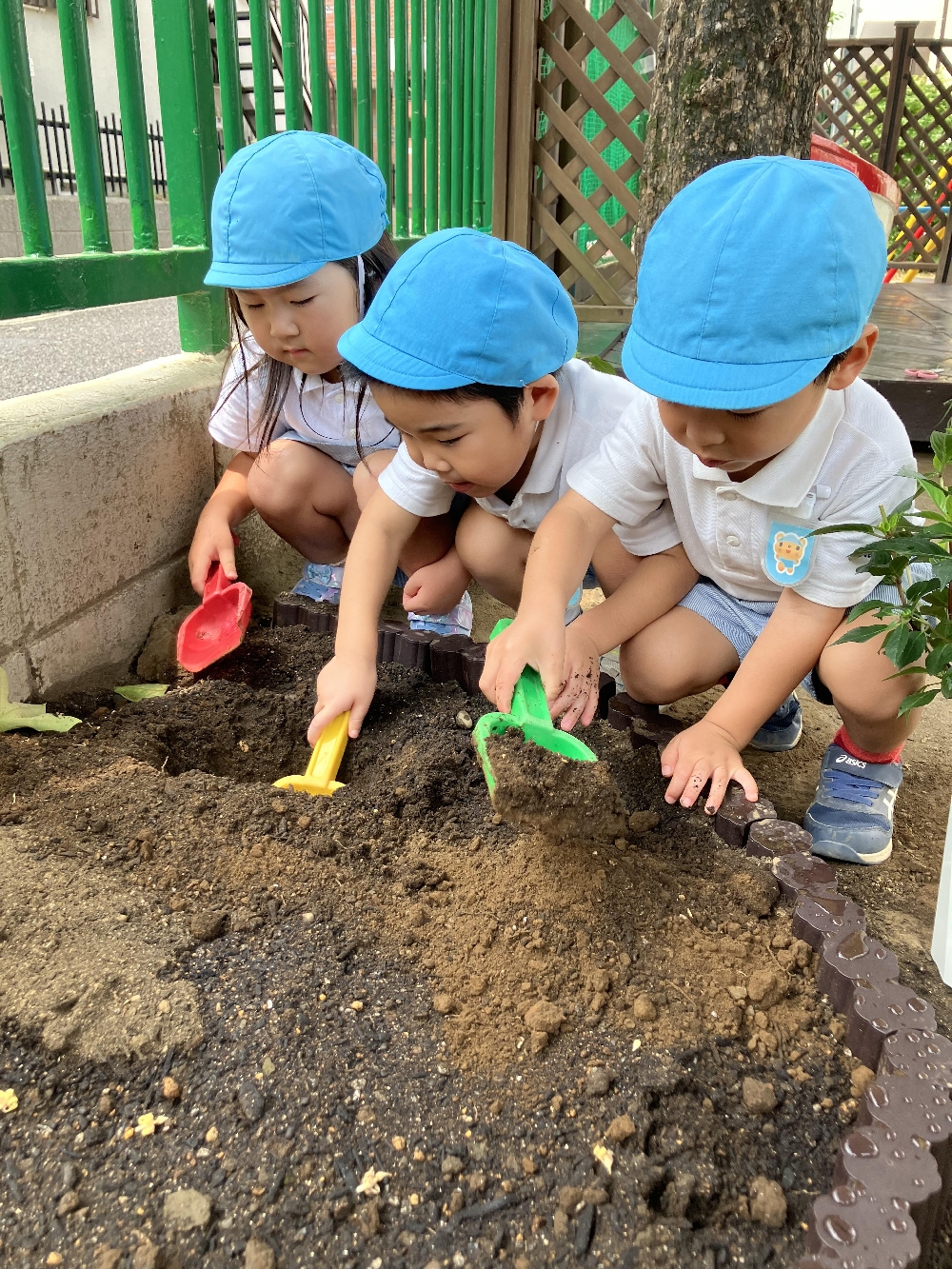 【年中組】あじさい活動〜植えよう編〜